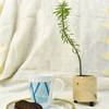 Circular Planter - Pine Wood Online