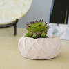Concrete Ribbon Planter Online