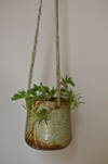 Gift Hanging Planter - Rustic Jade
