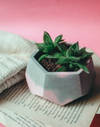 Gift Hexagonal Concrete Planter