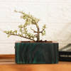 Shop Planter - Bonsai - Single Piece