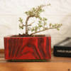 Planter - Bonsai - Single Piece Online