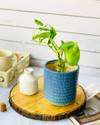 Buy Planter - Brick Pattern - Ceramic - Single Piece