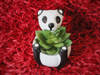 Gift Planter - Panda - Single Piece