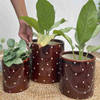 Planter - Polka Dots - Set Of 3 Online