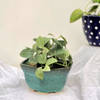 Buy Planter - Solid Hexagon - Green - Single Piece