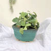 Planter - Solid Hexagon - Green - Single Piece Online