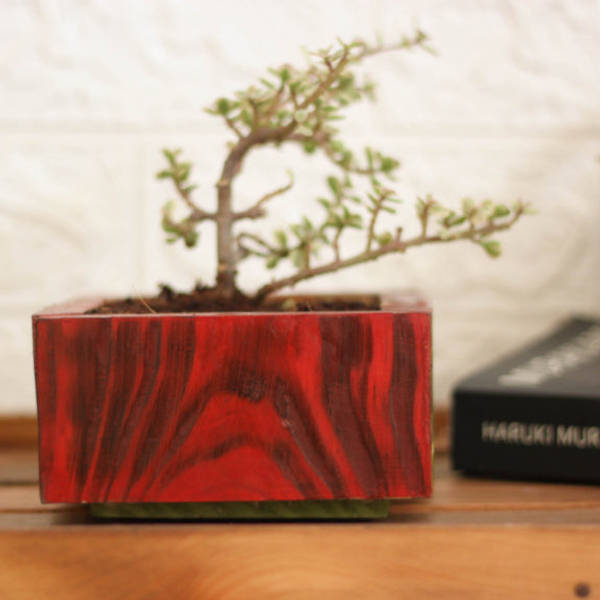 Planter - Bonsai - Single Piece