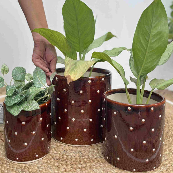 Planter - Polka Dots - Set Of 3